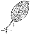 R. cathártica.