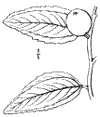 Z. vulgàris.