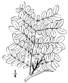 G. sinénsis.