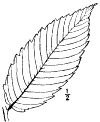 P. acuminàta.