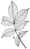 C. tomentòsa.