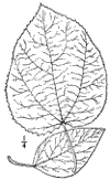 P. balsamífera.