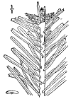 A. pectinàta.