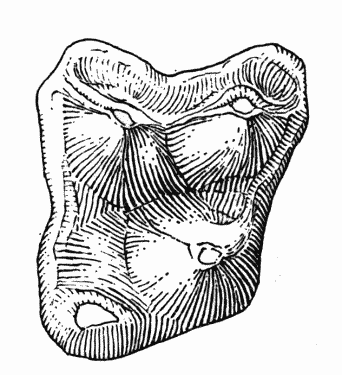 Fig. 2. Sinclairella dakotensis Jepsen, UCM no. 21073, right M2; Orellan, Weld County, Colorado; drawing by Mrs. Judith Hood: occlusal view, approximately × 9.