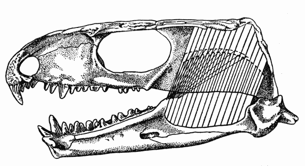 Fig. 1. Captorhinus. Internal aspect of skull, showing masseter, medial adductor, and temporal muscles. Unnumbered specimen, coll. of Robert F. Clarke. Richard's Spur, Oklahoma. × 2.