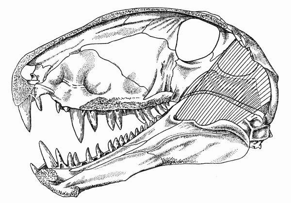 Fig. 5. Dimetrodon. Internal aspect of skull, showing masseter and temporal muscles. Skull modified from Romer and Price (1940). Approx. × 1/4.