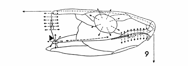 Fig. 9. Captorhinus. Diagram, showing some hypothetical lines of stress. Approx. × 1.