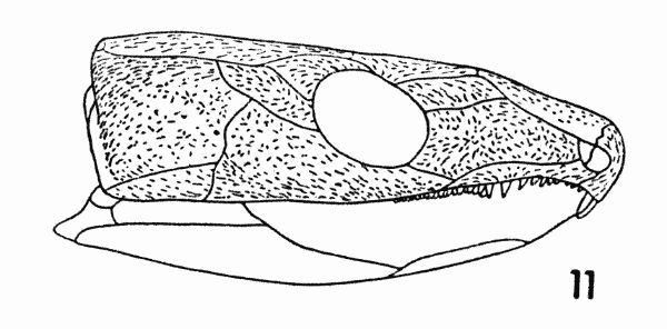 Fig. 11. Captorhinus. Diagram, showing orientation of sculpture. Approx. × 1.