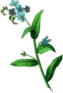 PL. XIV - MYOSOTIS PALUSTRIS.