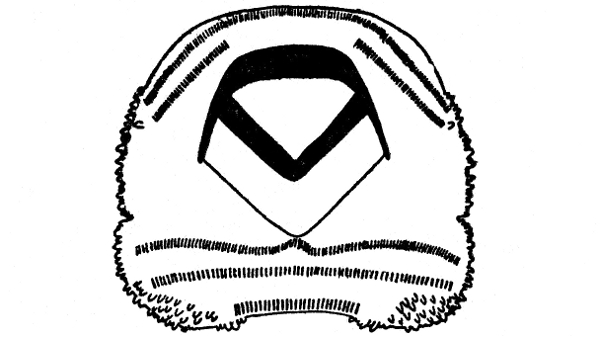 Fig. 1.—Mouthparts of a tadpole of Bufo cognatus. Disk widely spread. Approximately × 45.