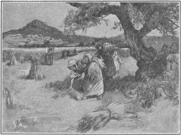 A HARVEST FIELD NEAR BETHLEHEM TO-DAY.