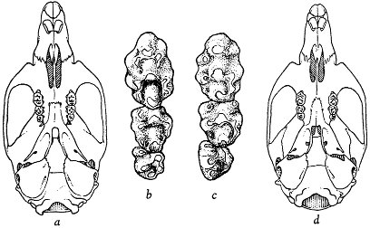 Fig. 1. Ventral views of skulls and left maxillary tooth-rows of two species of the genus Apodemus.