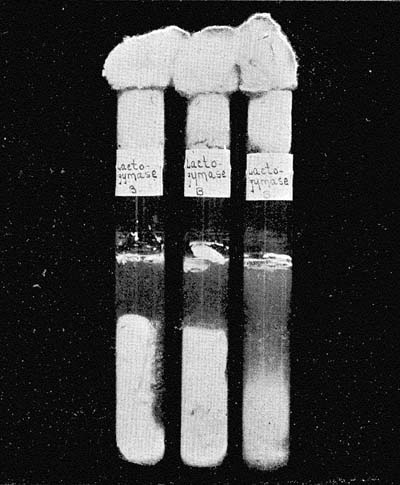 Photograph of Test-Tubes of Sterile Milk, Each Tube having been Inoculated with a Tablet of a Preparation Said to Contain Pure Cultures