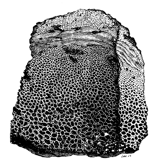 Fig. 3. Fragment einer kugligen vulcanischen Bombe, die innern Theile grob zellig, von einer concentrischen Schicht compacter Lava, diese wieder von einer Rinde fein zelligen Gesteins umhüllt.