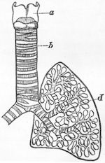 The lung