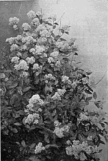 CEANOTHUS AZUREUS, VAR. MARIE SIMON.