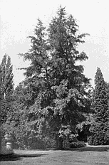 MAIDENHAIR TREE (Ginkgo biloba syn. Salisburia adiantifolia); FROGMORE.