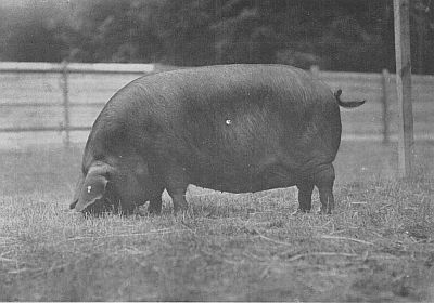 Large Black Sow