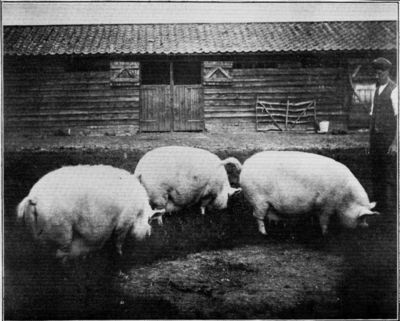 THREE MIDDLE WHITE BREEDING SOWS.