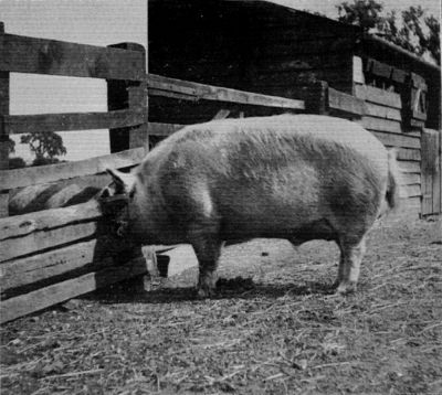 LARGE WHITE BOAR.