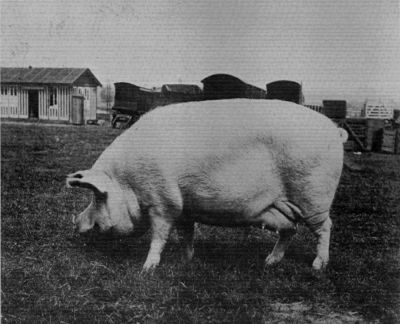 LARGE WHITE SOW, "WORSLEY SUNBEAM."