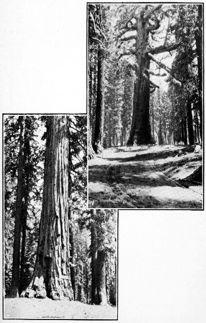 1. Old Grizzly, Mariposa Big Trees. 2. Old Sunset, Mariposa Big Trees.