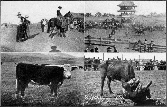 1. and 2. Cowboy Rodeo, Stockton, Cal. 3. Hereford Bull, Wyoming. 4. Cowboy Rodeo, Laramie, Wyoming.