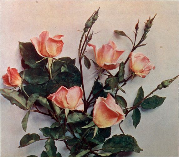 Single Hybrid Tea.