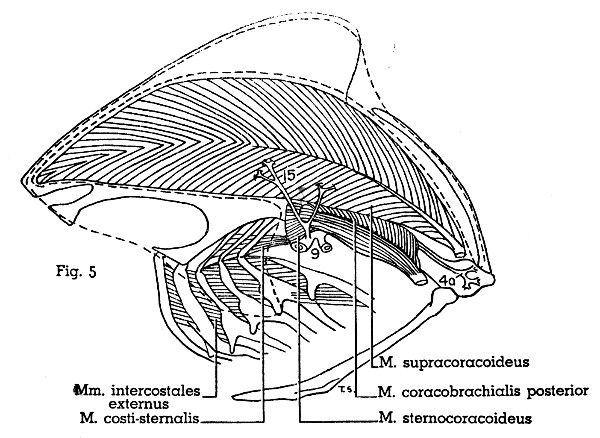 Fig. 5. Scardafella inca. Lateral view of left half of thorax. M. pectoralis thoracica (area of insertion indicated by dotted line) has been removed. Muscles not described in text are not shown. See legend for Fig. 7 for identification of arteries. (× 1.)