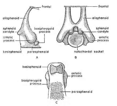 Fig. 1. Synaptotylus newelli (Hibbard). Restoration of the basisphenoid, based on K. U. no. 9939, × 5. A, lateral view, B, posterior view, C, ventral view.