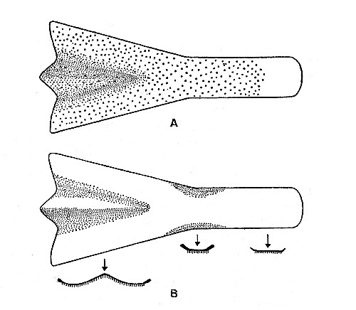 Fig. 2. Synaptotylus newelli (Hibbard). Restoration of the parasphenoid, based on K. U. nos. 9939, 11451, × 5. A, ventral view, B, dorsal view and cross sections.