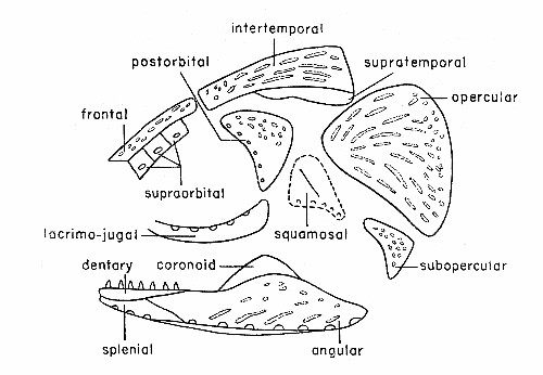 Fig. 3. Synaptotylus newelli (Hibbard). Diagram of the dermal bones of the skull, in lateral view, based on K. U. nos. 788 and 11432. × 2-1/2 approximately.