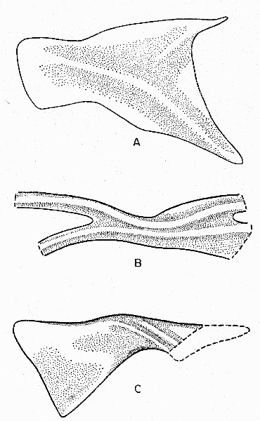 Fig. 7. Synaptotylus newelli (Hibbard). Basal plates of unpaired fins. A, anterior dorsal fin, based on K. U. no. 788, × 10. B, posterior dorsal fin, based on K. U. no. 788, × 12. C, anal fin, based on K. U. no. 11450, × 5. Anterior is toward the left.