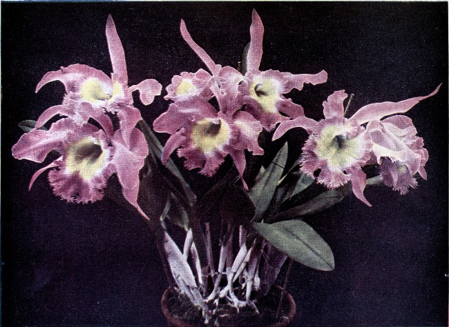 PLATE V  BRASSO-CATTLEYA DIGBYANO-MOSSIÆ  "Westonbirt Variety"  (Raised from a cross between Brassavola Digbyana and Cattleya Mossiæ.)