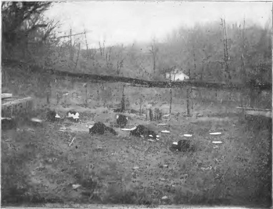 Corner of an Ohio Skunk Farm.