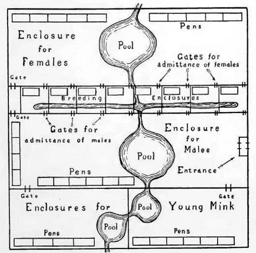 Mink Enclosure in Detail.