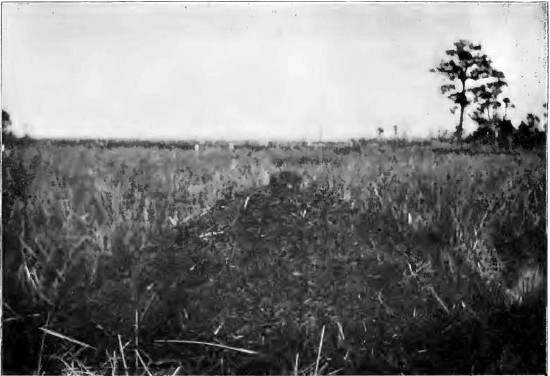 Muskrat House in a Marsh.