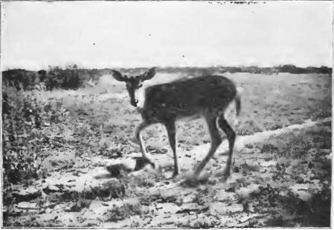 Tame Deer Eating Watermelon.