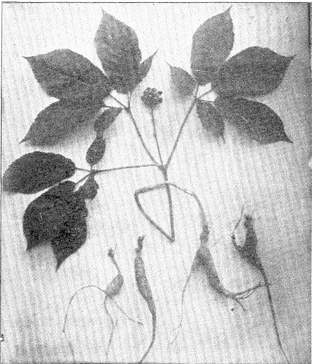 GINSENG PLANT.  Showing Root, Stock, Leaves and Seed.