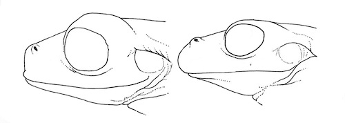 Illustration: Lateral views of the heads of Hyla pseudopuma  pseudopuma (left, KU 64884) and H. p. infucata (right, KU 101784). × 4.