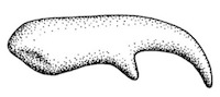 Palmar view of prepollical spine of right hand of Plectrohyla hartwegi (UMMZ 94428). × 5.