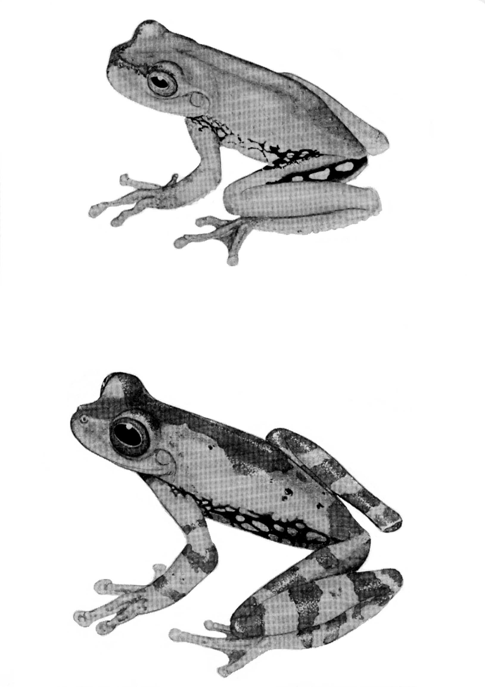 Illustration: Upper figure, Hyla xanthosticta (KU 103772);  lower figure, Hyla pseudopuma infucata (KU 101770). × 2.