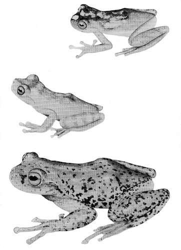 Illustration: Upper figure, Hyla pellita (KU 100973); middle  figure, Hyla pellita (KU 100970); lower figure, Hyla siopela (KU  100977). × 2.