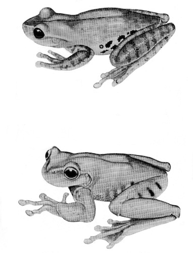 Illustration: Upper figure, Hyla altipotens (KU 101001); lower figure, Plectrohyla hartwegi (UMMZ 94428). × 1.