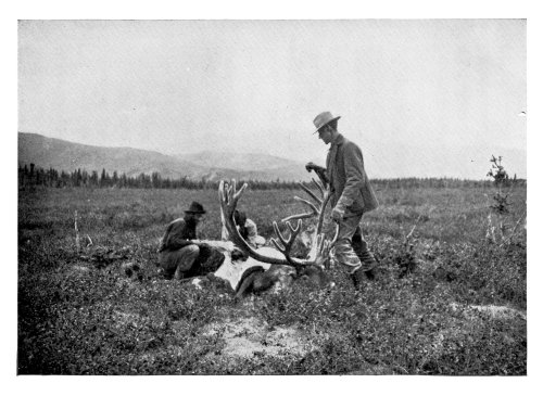 Skinning a Caribou.