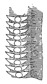 Fig. 11. Teeth of Nervure of Gryllus domesticus (from Landois).