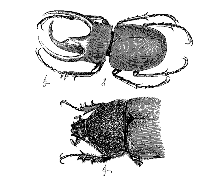 Fig. 15. Chalcosoma atlas. Upper figure, male (reduced); lower figure, female (nat. size).