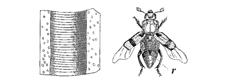 Fig. 24. Necrophorus (from Landois). r. The two rasps. Left-hand figure, part of the rasp highly magnified.