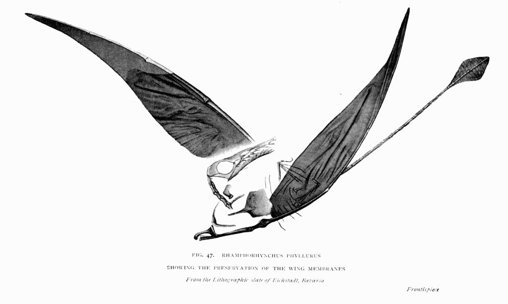 FIG. 47. RHAMPHORHYNCHUS PHYLLURUS