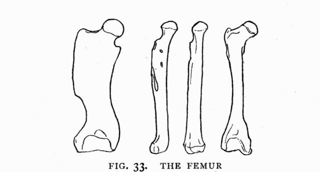 FIG. 33.